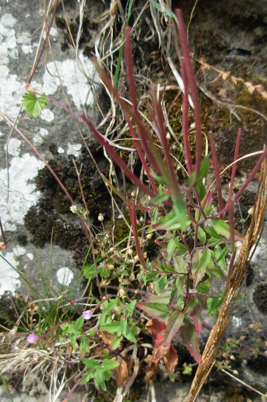 Epilobium collinum C.C.Gmel. / Garofanino di collina